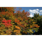 Autumn in Japan, by Yoshi