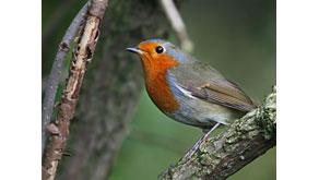 5381: Expert tips on back garden bird photography