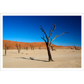 Dead Vlei, Namibia by jojo