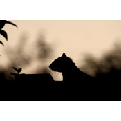 Early morning squirrel by Words