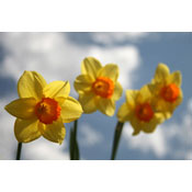 Spring daffodils, by aif75