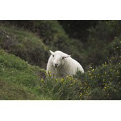 Ewe looking at me? by vlarcombe