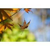 The Fall by Pol