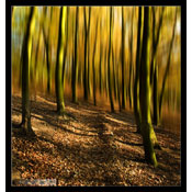 The Wood 2, by Stephen Anstey