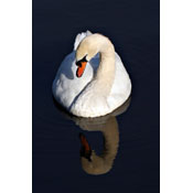 Mute Swan, by strontian