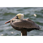 Roosting Pelican by Tony Coyle
