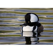Hooded Merganser, by Mick Johnson