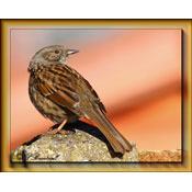 Dunnock, by Pops