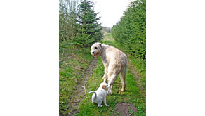 6030: The Kennel Club announces Dog Photographer of the Year