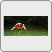 pajaczek_5, by Stan