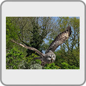 Great Grey Owl in flight by Mias