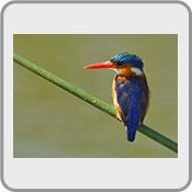 Malachite Kingfisher, by Wild Images