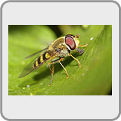 Hoverfly, by Pops