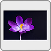Uplifting Crocus 2, by Blithe