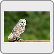 Barn Owl with improved(?) bokeh, by StuartR