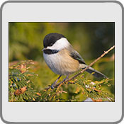 Black-capped Chickadee, by David M