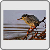 Mr Meanie, by Wild Images