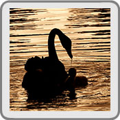 Swan lake, by Jocelyn Walker