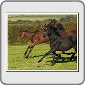 Yearlings, by Mike Parr
