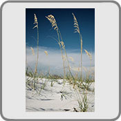 Sea Oats, by doc2949