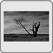 Old Cottonwood, by  jerrysfoto