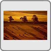 Fields of Gold, by Stan1968