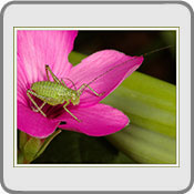 Cricket in Oxalis, by Pol 