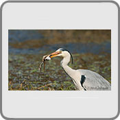Heron with Frog, by Mick Johnson