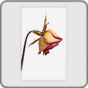 Dead Rose, by Patrick