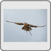 Gyr-Saker, by Andy Elliott