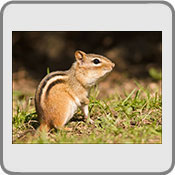 Eastern Chipmunk, by David M