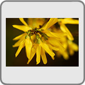Spring flowers and blossom, by Caz