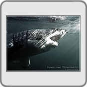 Apex Predator, by Devilgas