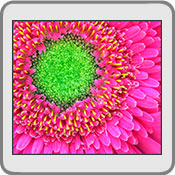 Flower, by PJPhoto