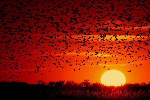 Blackbird Sunset, by Jerry Segraves