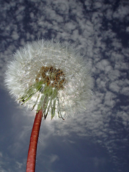 Dandelion Clock, by David Taylor