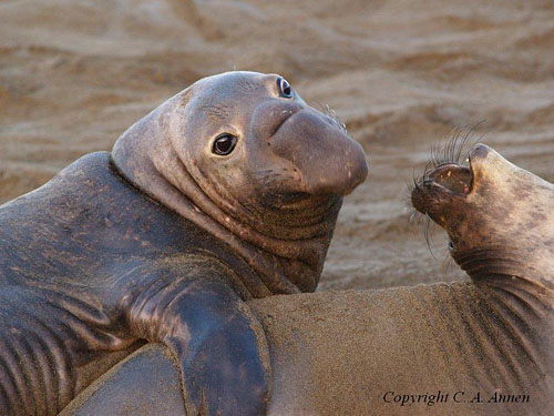 Northern Elephant Seals, by Charles Annen