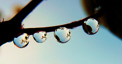 Water Berries, by Stan