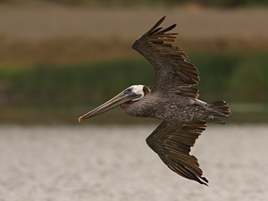 Pterodactyl, by Charles Annen