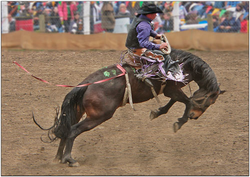 Ride him Cowboy, by Trevor White