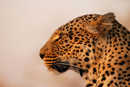 Saseka, by Wild Images