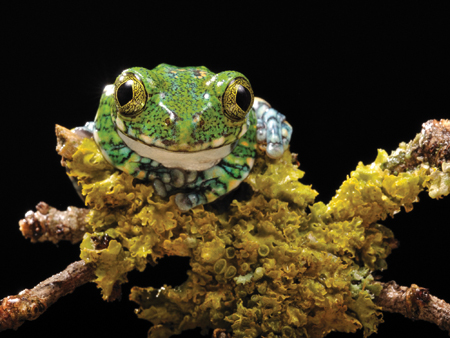 Overall Winner - Tree Frog, Simon Roberts