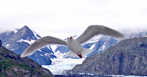 Alaskan Seabird, by Bill Birchall
