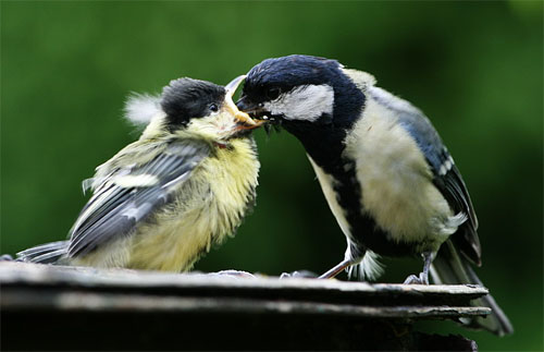 New Generation, by Stan