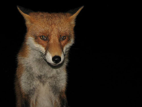 Young Fox, by Words