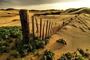 Provincetown Dunes, by Philip James Filia