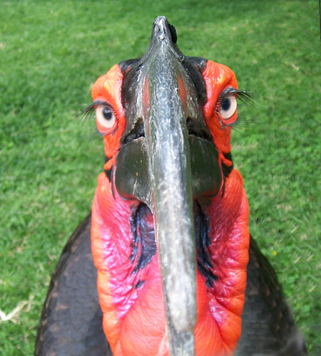 Ground Hornbill, by Guy McLaren