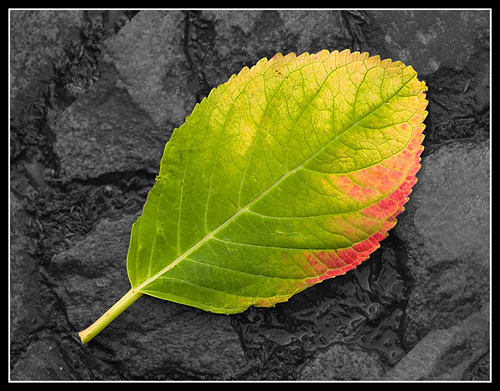 Leaf, by Peter