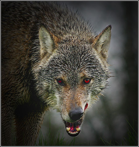 Wolf Horror, by Ben Durrant